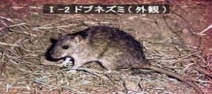 (3) 自然界で益々進化？しています